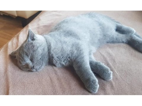 Sahiplendirme scottish fold