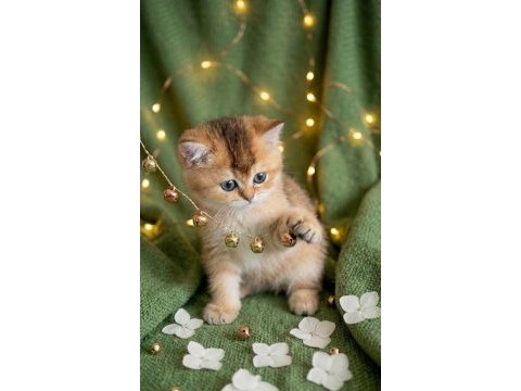 Golden british shorthair