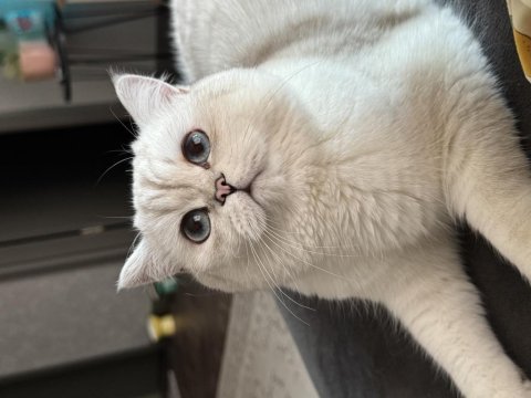 Dişi british longhair