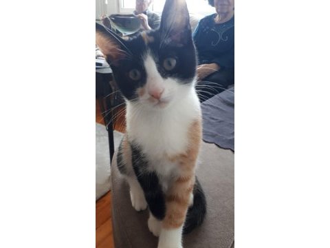 İki adet 3 aylık dişi kedi yavrusu