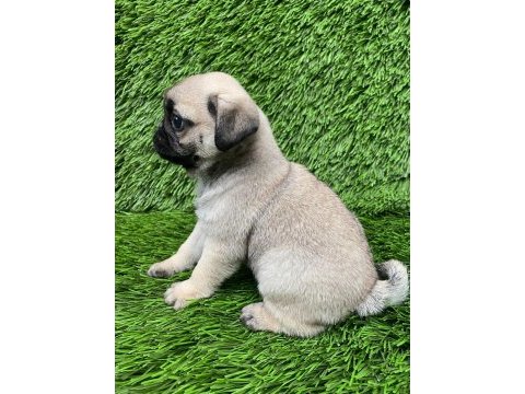 Pug mops muhteşem pug güzeller