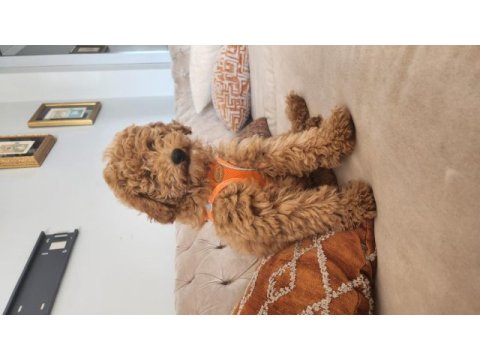 Evde bakılan çok akıllı poodle yavru