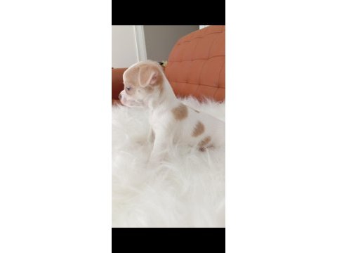 Irk şampiyonu babadan safkan chihuahua