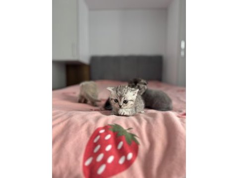 Teslime hazır scottish fold yavrular