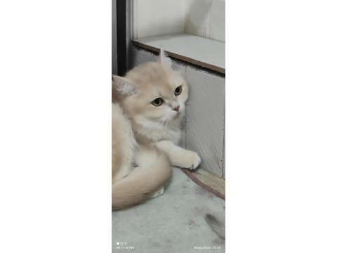 British shorthair cy12