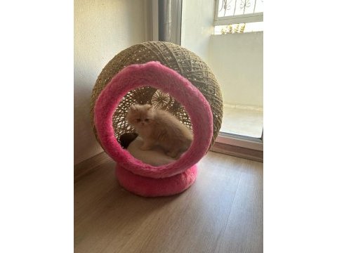 Chinchilla 2 aylık güzel yavrumuz