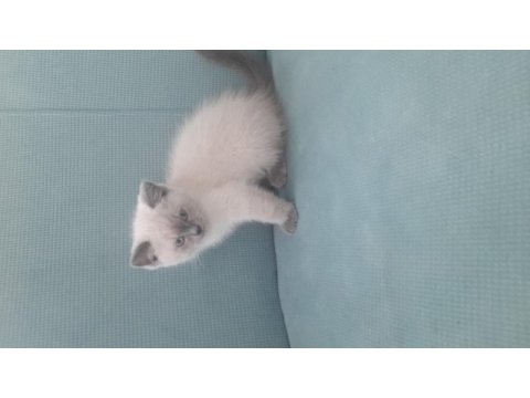 Son üç yavru british shorthair