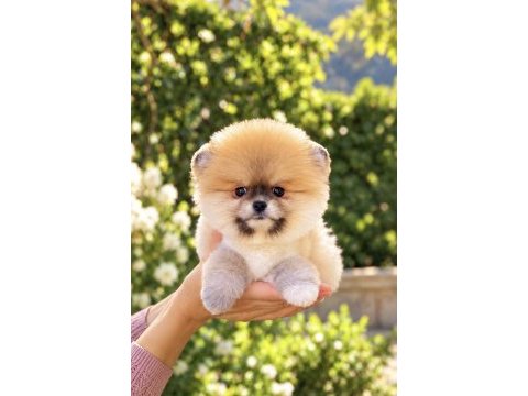 Portakal gibi dişi pomeranian boo