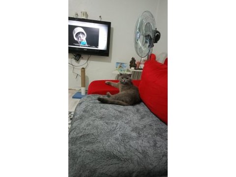 Scottish fold 2,5 aylık