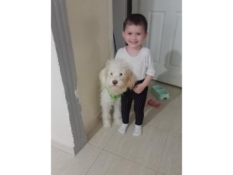 Maltipoo köpek sahiplendirme