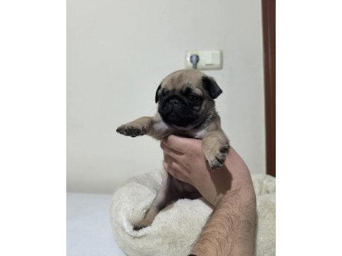 Pollyynin bebekleri yeni evine gitmeye hazır pug