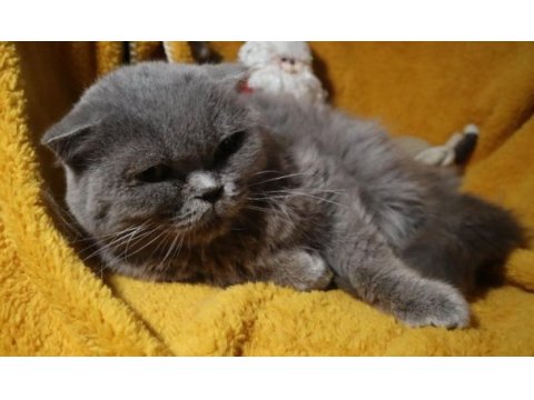 Scottish fold dişi long hair yetişkin