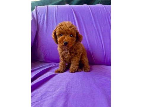 Dişi ve erkek toy poodle bebekler