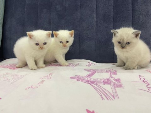British shorthair yavruları