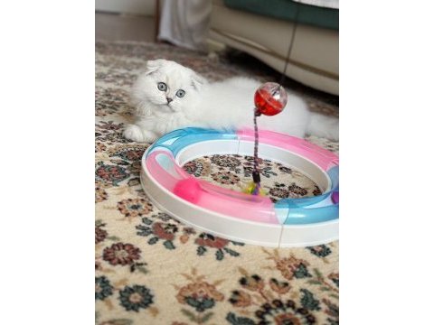 Scottish fold (ücretli sahiplendirme)