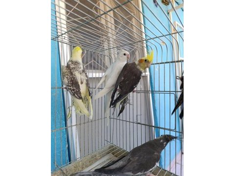 30 günlük sultan papağanı yavrular