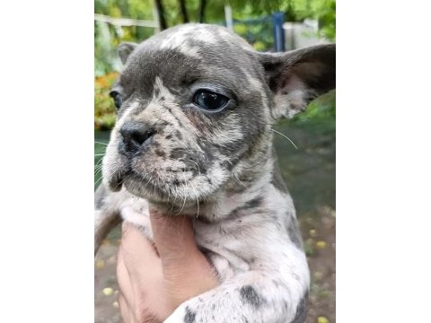 2 aylık french bulldog yavrular