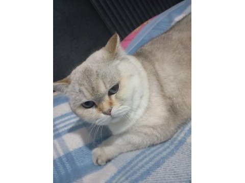 British shorthair kedimiz