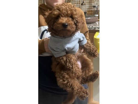 3 aylık toy poodle yavrusu