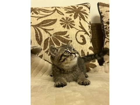 Dişi british longhair iç-dış