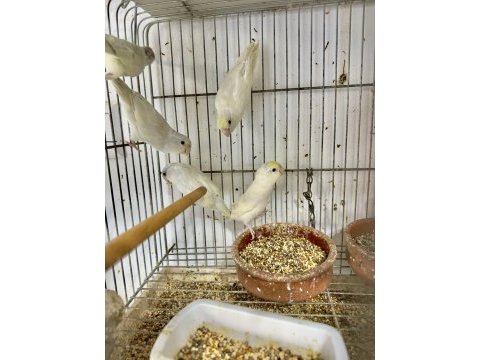 Yeni yeme düşmüş mutasyon forpus bebekler