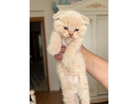 British shorthair bebeklerimize yeni yuva arıyoruz