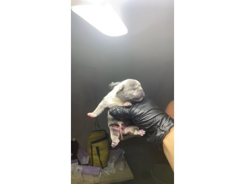 French bulldog 2 günlük
