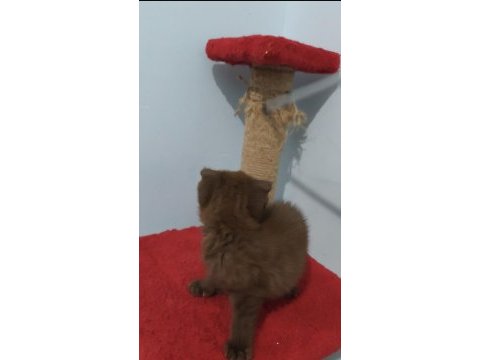Scottish fold çikolata