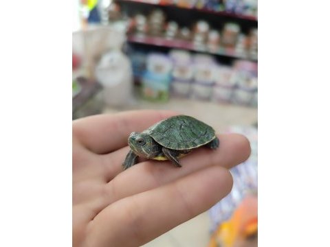 Su kaplumbağası bebek kırmızı yanak