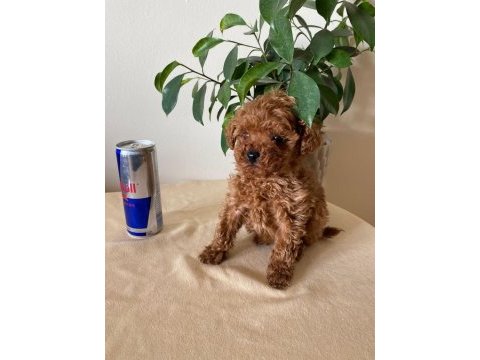 Aileden ufak boyutlu toy poodle uyguna