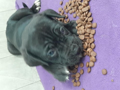Parlak ve asıl renk siyah cane corso