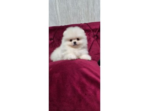 Pamuk dişi erkek pomeranian
