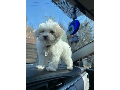 Zeka küpü maltipoo bebekler