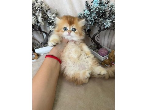 British longhair ny12 dişi erkek