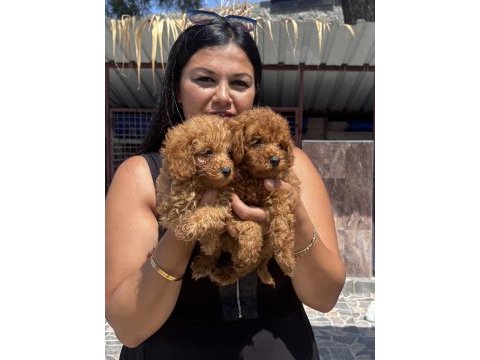 Ufacık red toy poodle yavrularım
