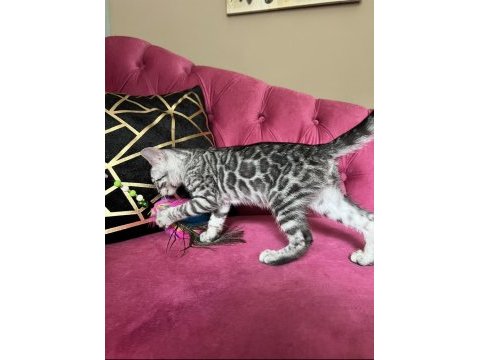 Silver bengal yavruları ( faturalı) 