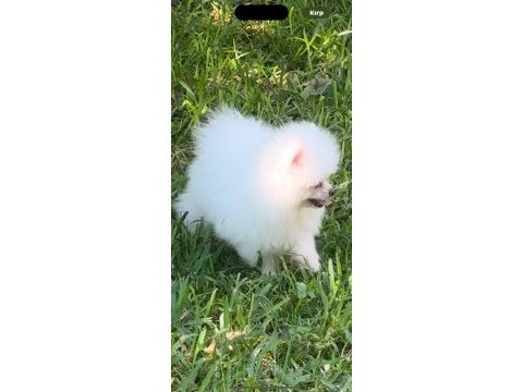 Karbeyaz pomeranian boo