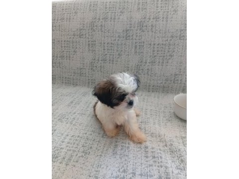 Orjinal tecup 2 aylık shih-tzu (şitsu) erkek