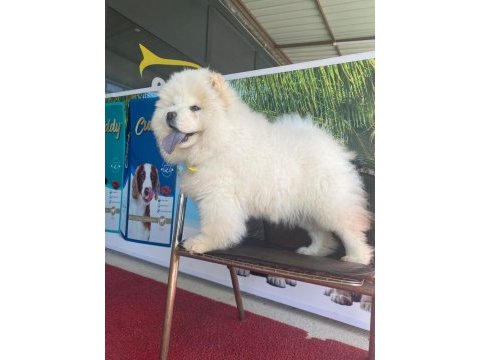 Orjinal sağlık ve ırk garantili çin aslanı bebeğimiz