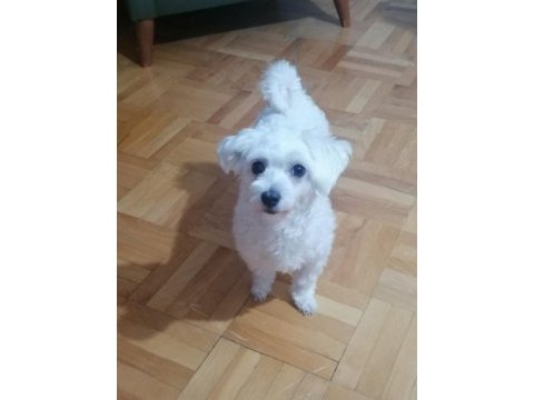 4 aylık sıfır malta terrier dişi