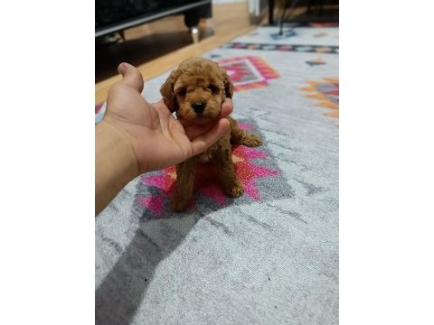 Toy bebekler poodle