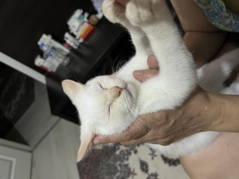 British shorthair beyaz yavrumuz