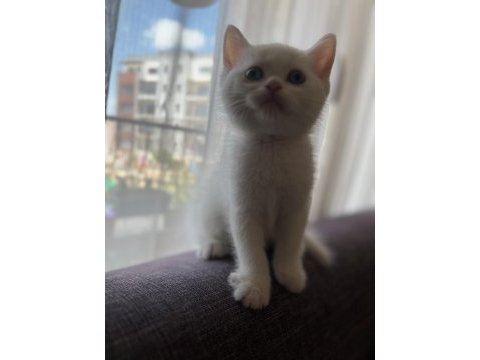 Orjinal ırkta, nadir bulunan bir cins british shorthair