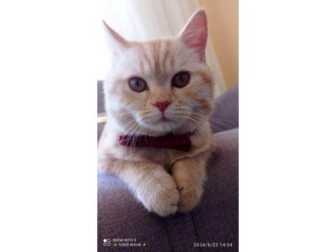 7 aylık british shorthair