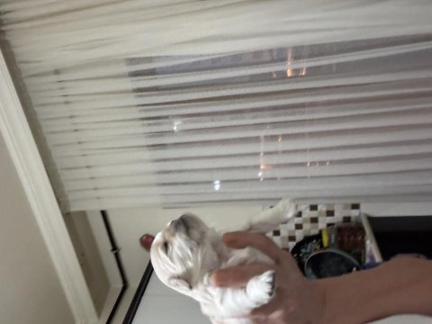 Minik pamuk pekinez köpeklerim