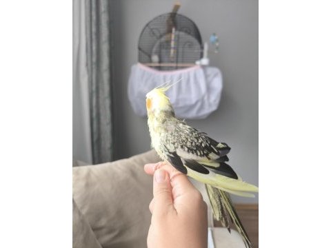 1 yaş sultan papağanı