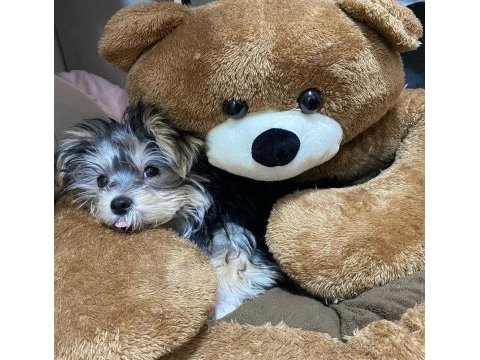 Ailenize neşe katacak mini yorkshire terrier dostlar