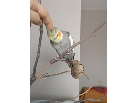 4 aylik yavru evcil sultan papağanı