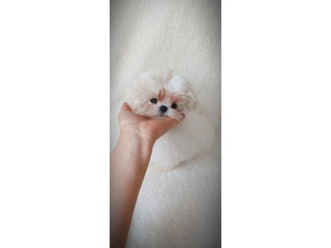 Kore maltese bebekler fci kif şecere belgeli