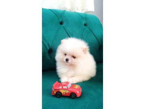 Yasal ruhsatlı çiftlikten pomeranian boo yavrular